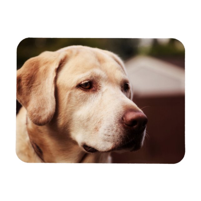 Labrador Retriever Magnet (Horizontal)