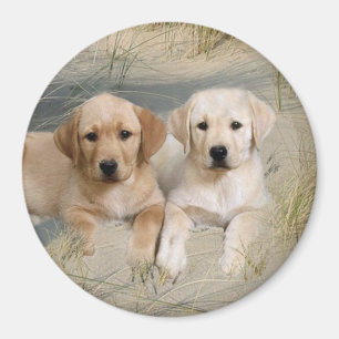 Labrador Retriever Magnet Pups On Beach