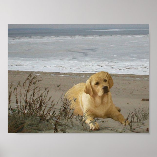 Labrador Retriever on the beach Poster (Front)