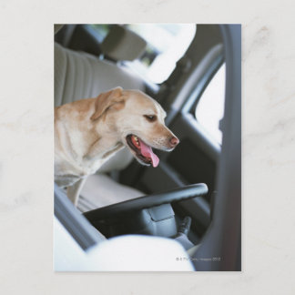 Labrador retriever postcard