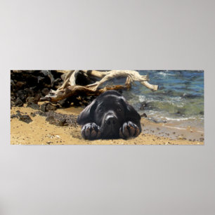 Labrador Retriever Poster Beach