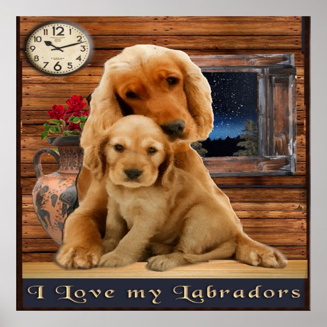Labrador retriever posters (Front)