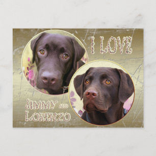Labrador Retriever Postkarte Postcard
