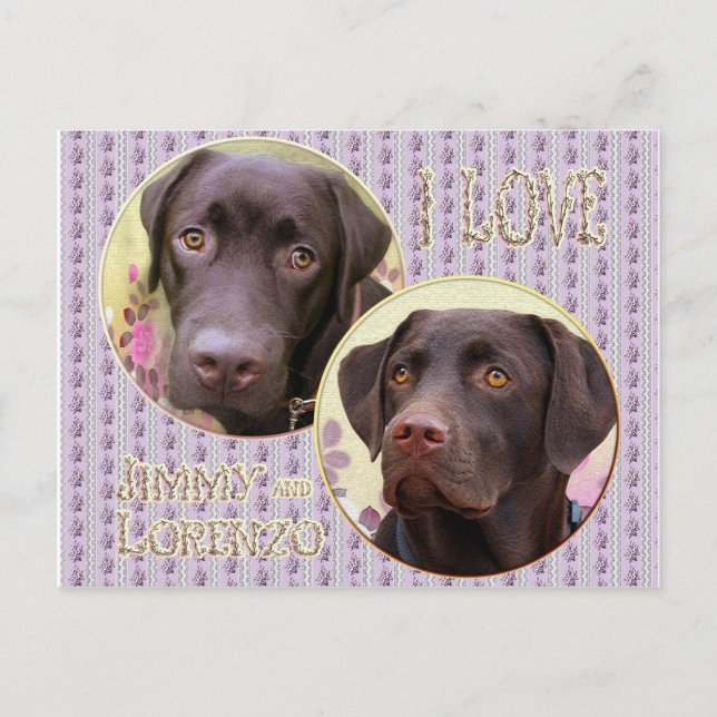 Labrador Retriever Postkarte Postcard (Front)