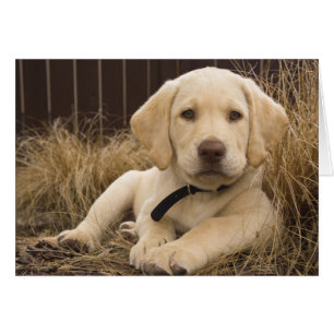Labrador Retriever puppy