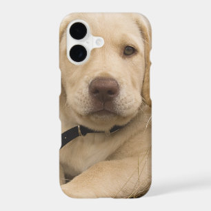 Labrador Retriever puppy