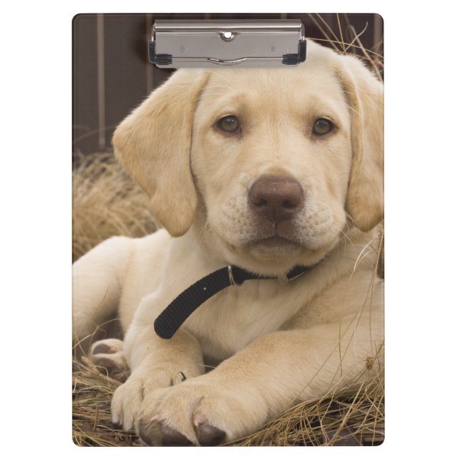 Labrador Retriever puppy Clipboard (Front)