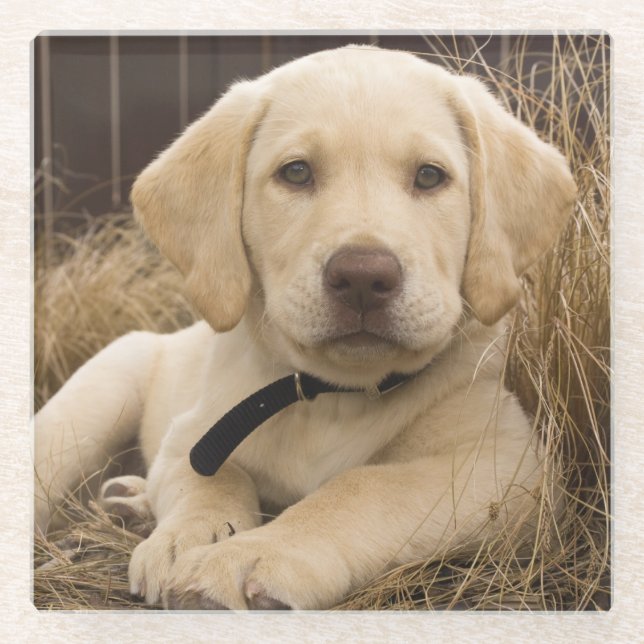 Labrador Retriever puppy Glass Coaster (Front)