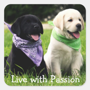Labrador Retriever Puppy Live With Passion Sticker