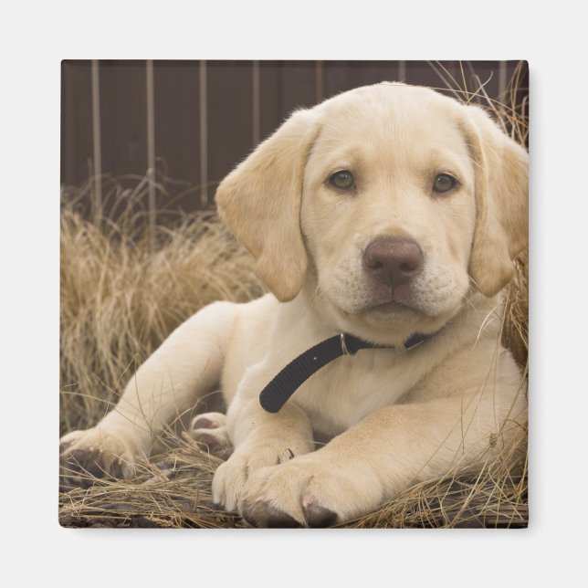 Labrador Retriever puppy Magnet (Front)