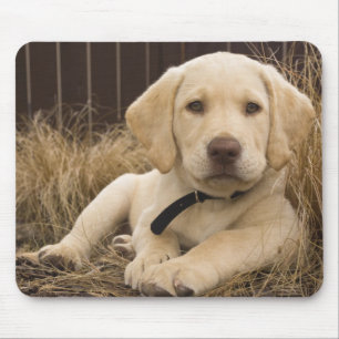 Labrador Retriever puppy Mouse Pad
