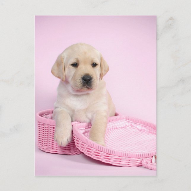 Labrador retriever puppy on pink background postcard (Front)