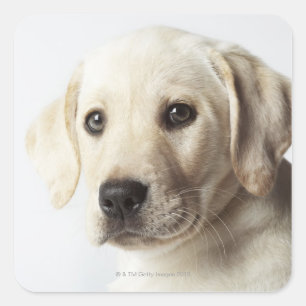 Labrador Retriever Puppy Square Sticker
