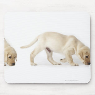 Labrador Retriever Puppy walking Mouse Pad