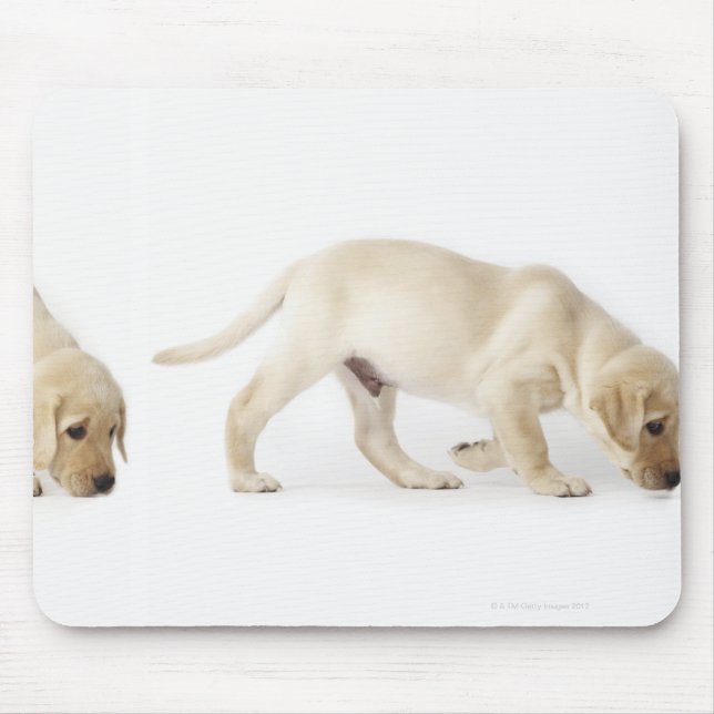 Labrador Retriever Puppy walking Mouse Pad (Front)