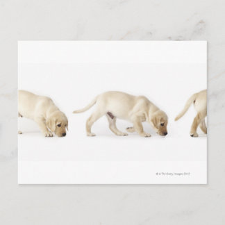 Labrador Retriever Puppy Walking Postcard