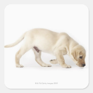 Labrador Retriever Puppy Walking Square Sticker
