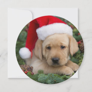 Labrador Retriever Puppy With Santa Hat Holiday Card