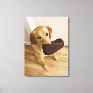 Labrador retriever puppy with slipper in his canvas print