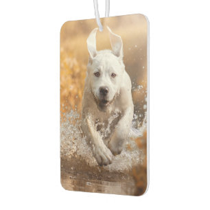 Labrador Retriever Running in River Air Freshener