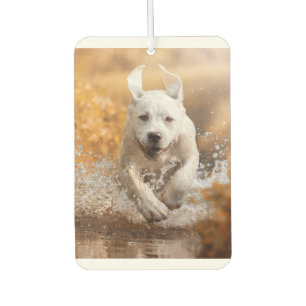 Labrador Retriever Running in River Air Freshener