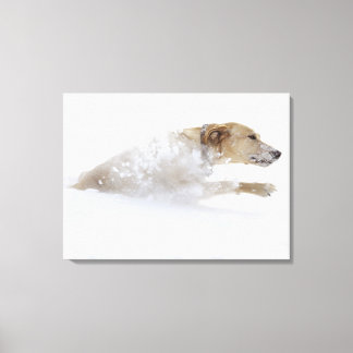 Labrador retriever running through deep snow canvas print