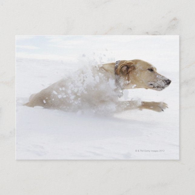 Labrador retriever running through deep snow postcard (Front)