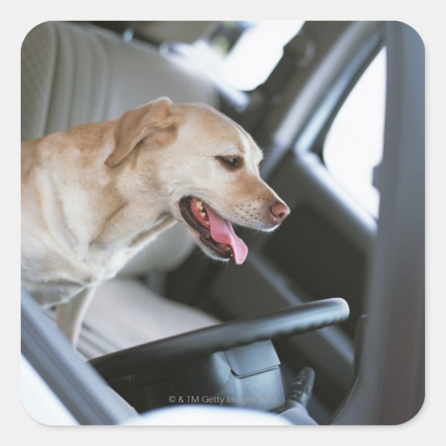 Labrador retriever square sticker (Front)