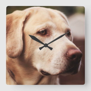 Labrador Retriever Square Wall Clock
