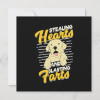 Labrador Retriever Stealing Hearts