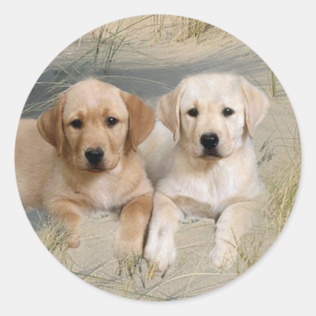 Labrador Retriever Sticker Pups On Beach (Front)