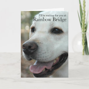 Labrador Retriever sympathy card2 Card