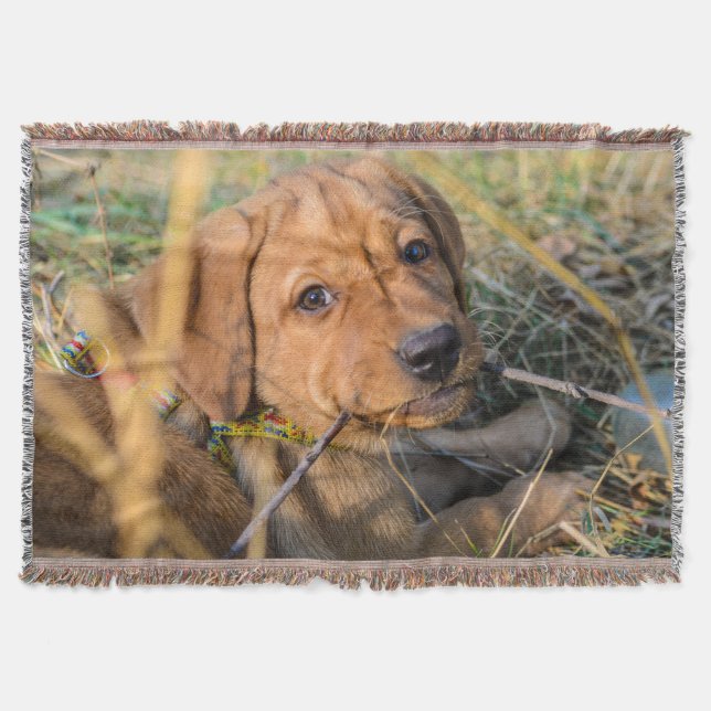 Labrador Retriever Throw Blanket (Front)