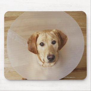 Labrador retriever with cone around his neck mouse pad