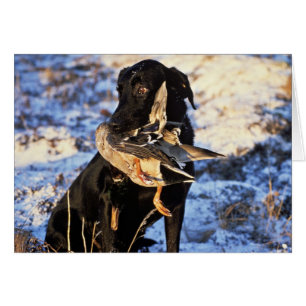Labrador Retriever with Drake Mallard