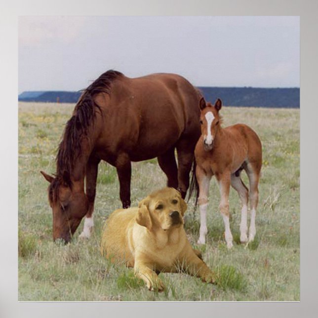 Labrador Retriever With Horses Poster (Front)