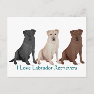 Labrador Retrievers - 3 Colours to Love Postcard