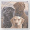 Labrador Retrievers