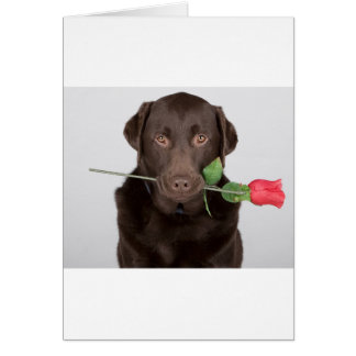Labrador with Rose