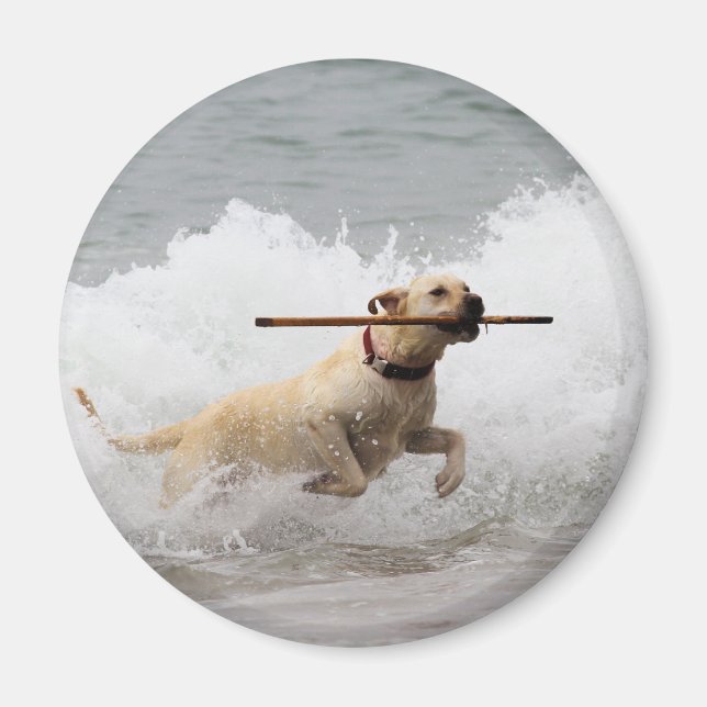 Labrador - Yellow - Go Fetch! Magnet (Front)