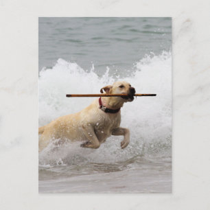 Labrador - Yellow - Go Fetch! Postcard