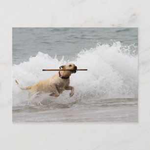 Labrador - Yellow - Go Fetch! Postcard