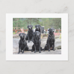 Labradors in Norway Postcard