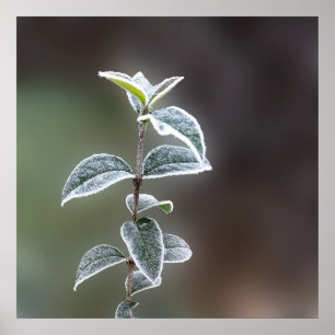 lace on leaves poster