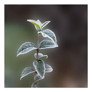 lace on leaves poster