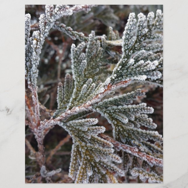 Lace on twigs (Front)