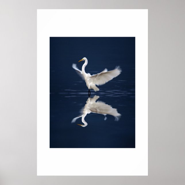 Lace Wings on Blue Poster (Front)