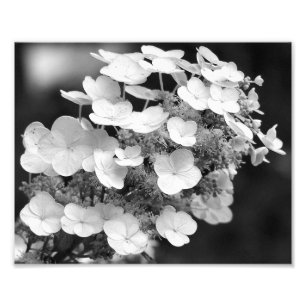 Lacecap Hydrangea Black And White 8x10 Photo Print