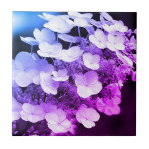 Lacecap Hydrangea Black And White Colour Tint  Tile