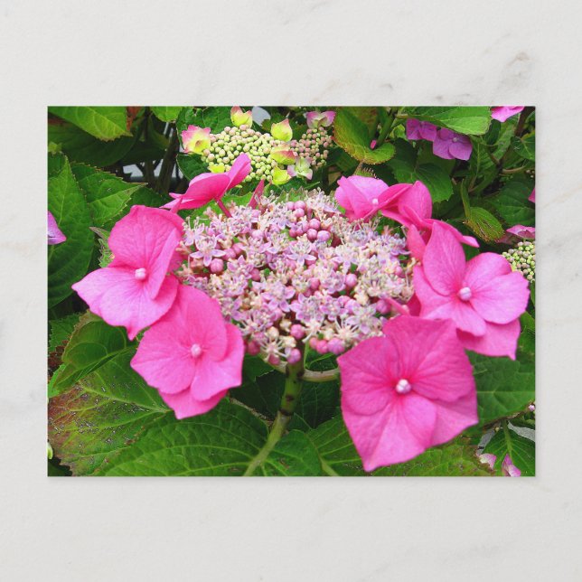 Lacecap Hydrangea Postcard (Front)
